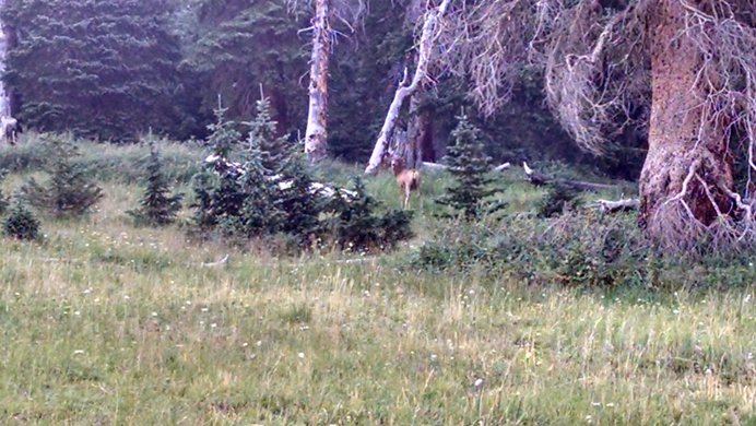 A deer in the forest along the Ridge Stock Driveway Trail