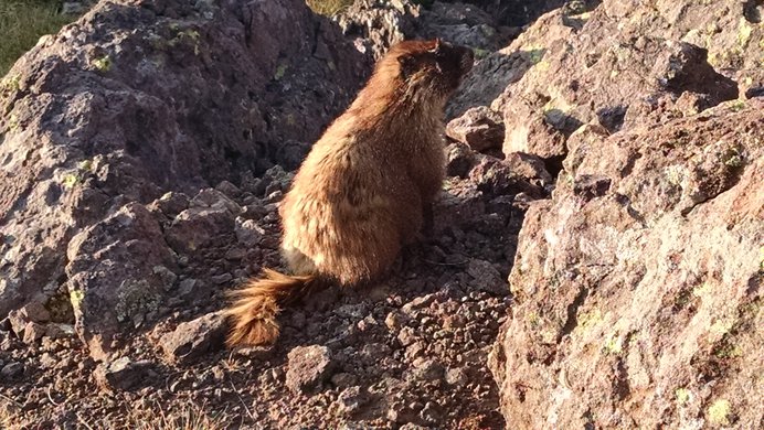 A marmot basking in the first light of day among some boulders