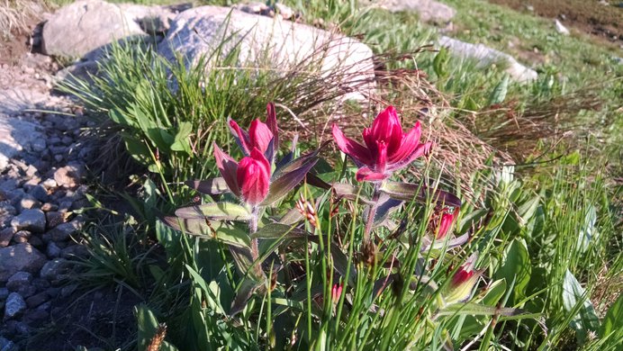 Indian Paintbrush along Devils Thumb Trail.